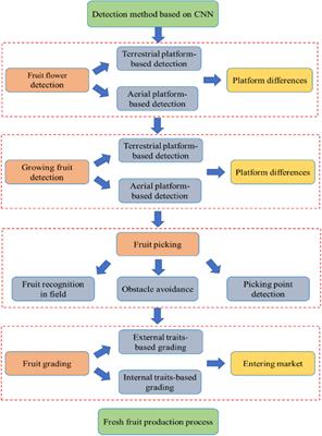 Application of Convolutional Neural Network-Based Detection Methods in Fresh Fruit Production: A Comprehensive Review